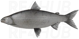 Volkhov Whitefish