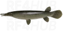 Alligator gar