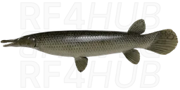 Alligator gar