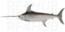 Swordfish