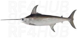 Swordfish