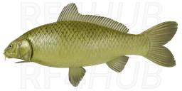 Midori goi
