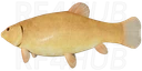 Golden Tench