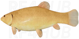 Golden Tench