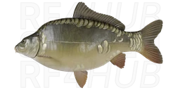 Dinks leather carp