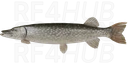 Pike
