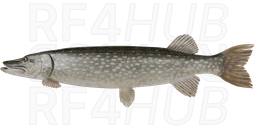 Pike