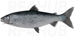 Ladoga salmon