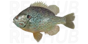 Pumpkinseed Sunfish
