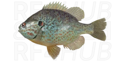 Pumpkinseed Sunfish