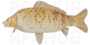 Common Ghost Carp