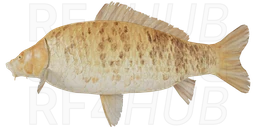 Common Ghost Carp