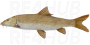 Common Barbel