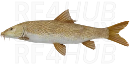 Common Barbel