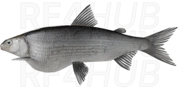 Valaam Whitefish