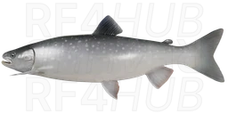 Gray Char