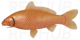 Orenji Ogon