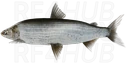 Ladoga Lake Whitefish