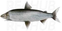 Ladoga Lake Whitefish