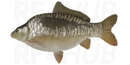 Dinks linear carp