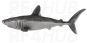 Porbeagle