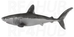 Porbeagle