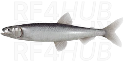 Asian Smelt