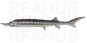 Stellate Sturgeon