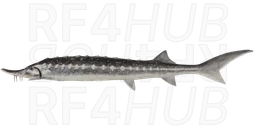 Stellate Sturgeon
