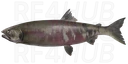 Chum Salmon