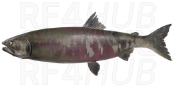 Chum Salmon