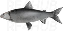 Black whitefish