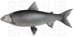 Black whitefish
