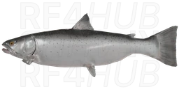 Lake Trout