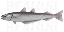 Blue whiting
