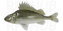 Ruffe