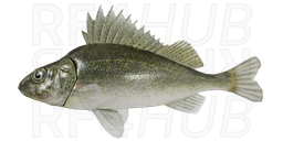 Ruffe