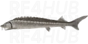 Russian Sturgeon