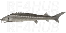 Russian Sturgeon
