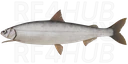 Siberian Sardine Cisco