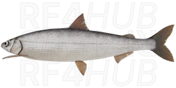 Siberian Sardine Cisco