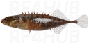 Nine-Spined Stickleback