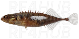 Nine-Spined Stickleback