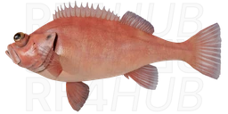 Atlantic redfish