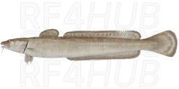 Common ling