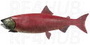 Sockeye Salmon