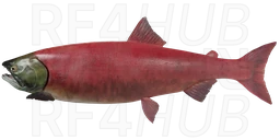 Sockeye Salmon