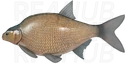 Bream
