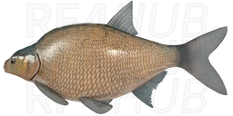 Bream