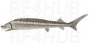 Bastard Sturgeon